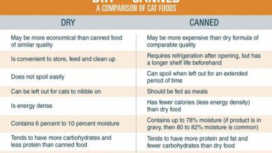 Dry Vs. Canned food