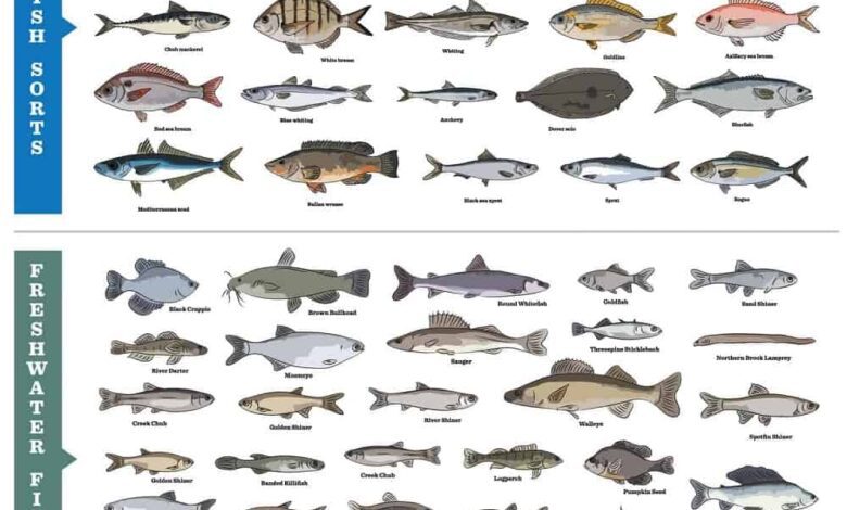 Types of Fish