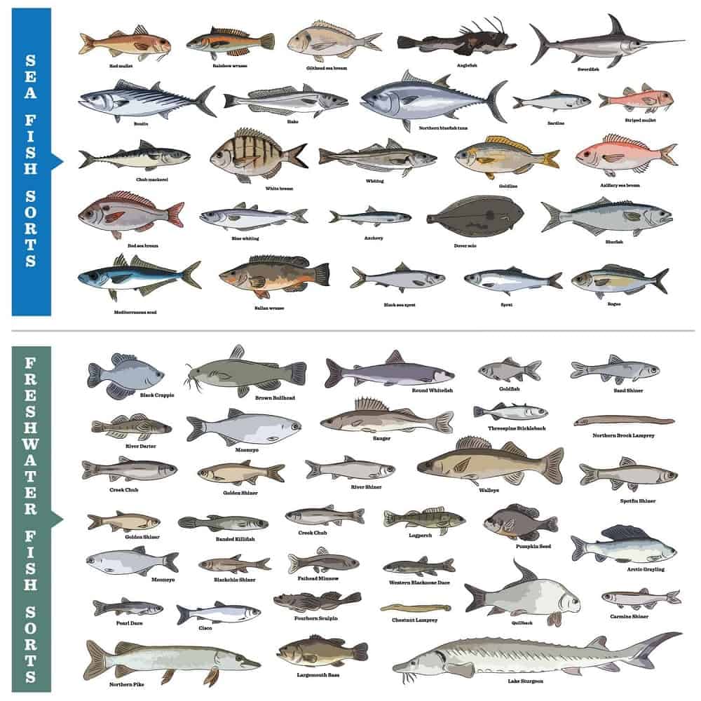 Types of Fish